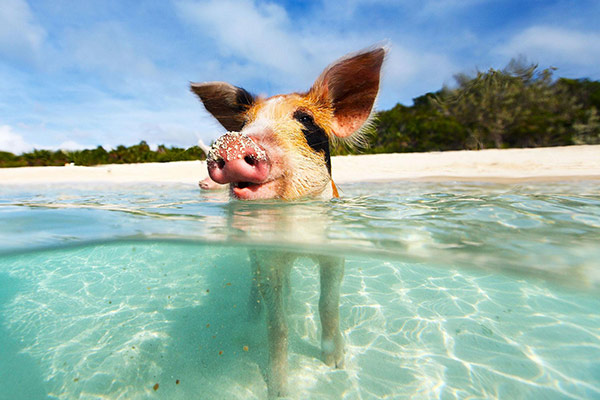 image shows a pig swimming in clear blue water with a white sandy beach in the background